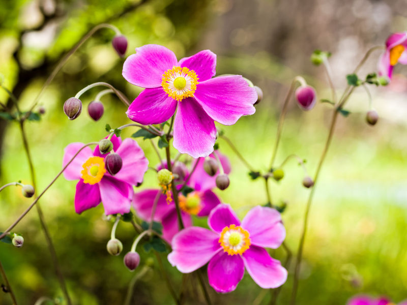garden planting